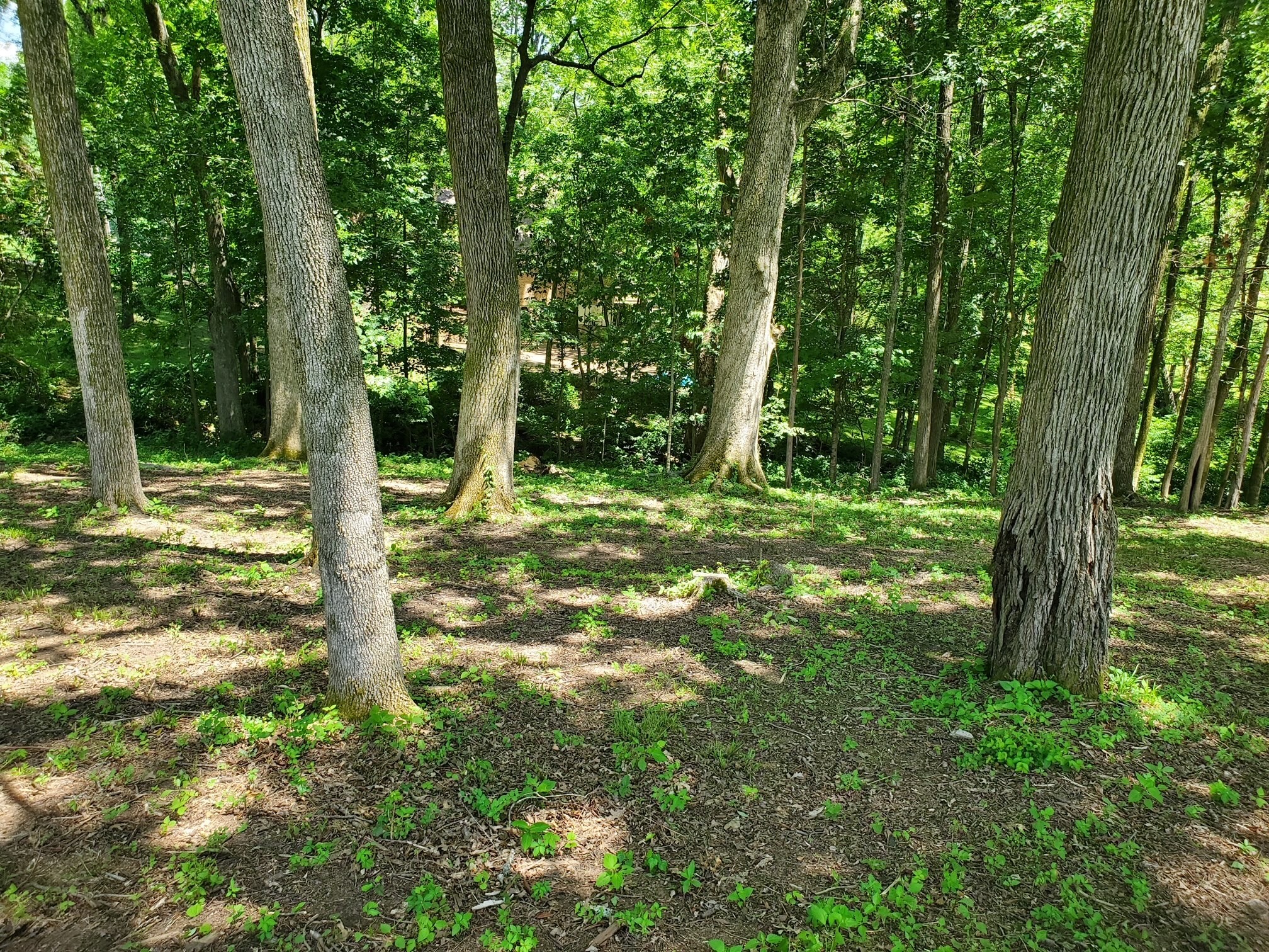 1930 Arlington Road Lebanon, TN 37087 - Photo 16 of 24 a big yard with lots of green space and trees