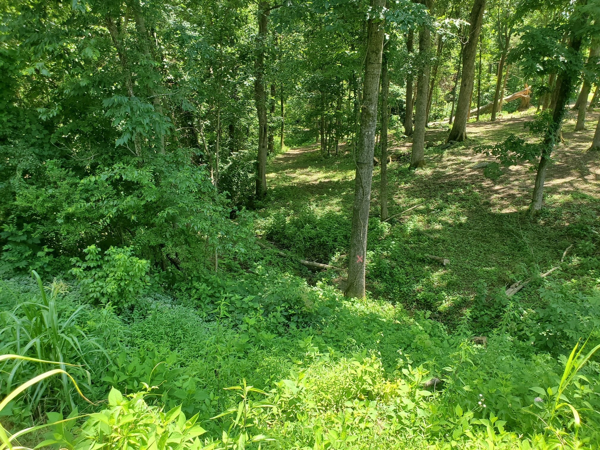 1930 Arlington Road Lebanon, TN 37087 - Photo 5 of 24 a view of a lush green forest