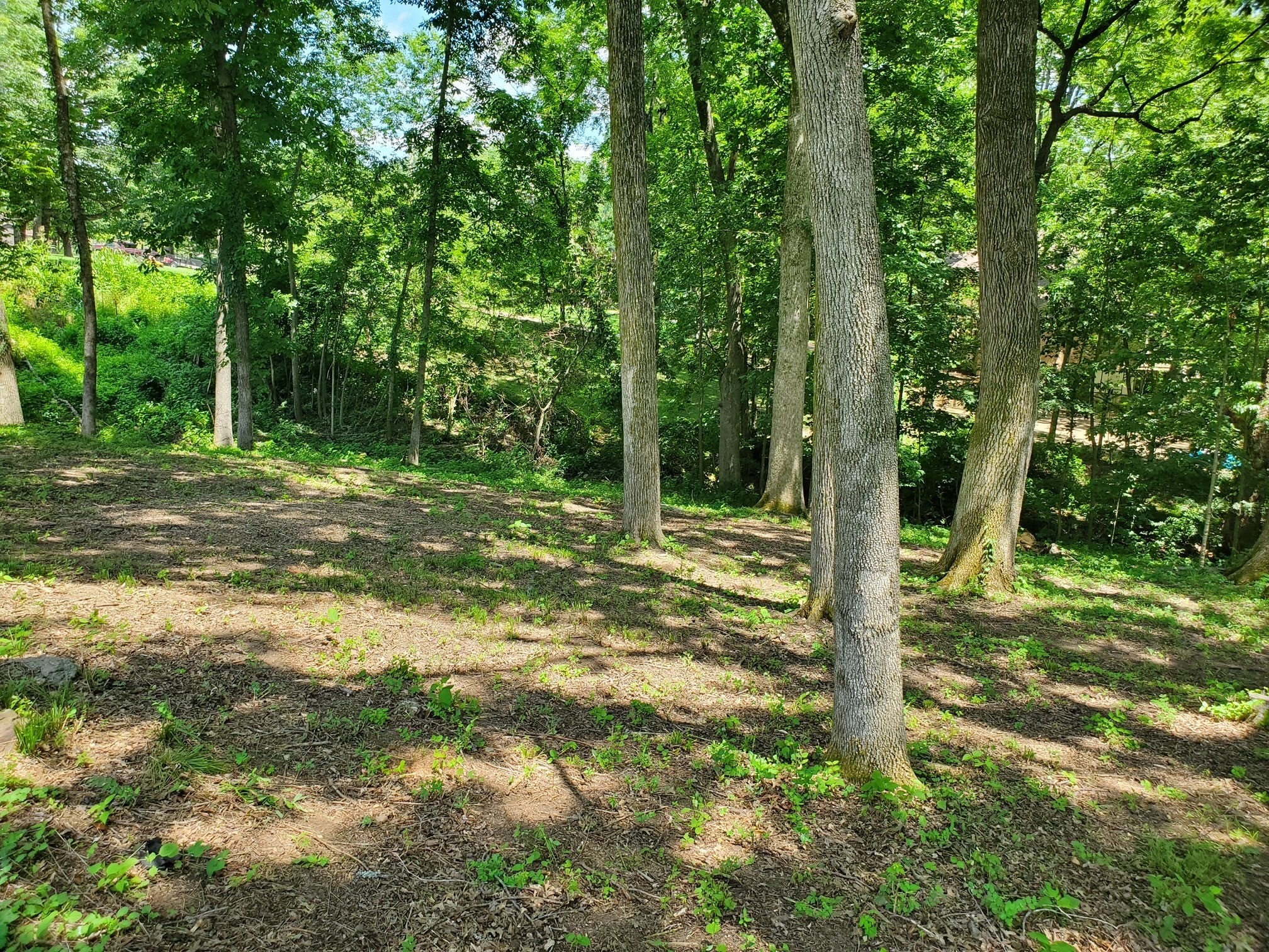 1930 Arlington Road Lebanon, TN 37087 - Photo 9 of 24 a big yard with lots of green space and trees