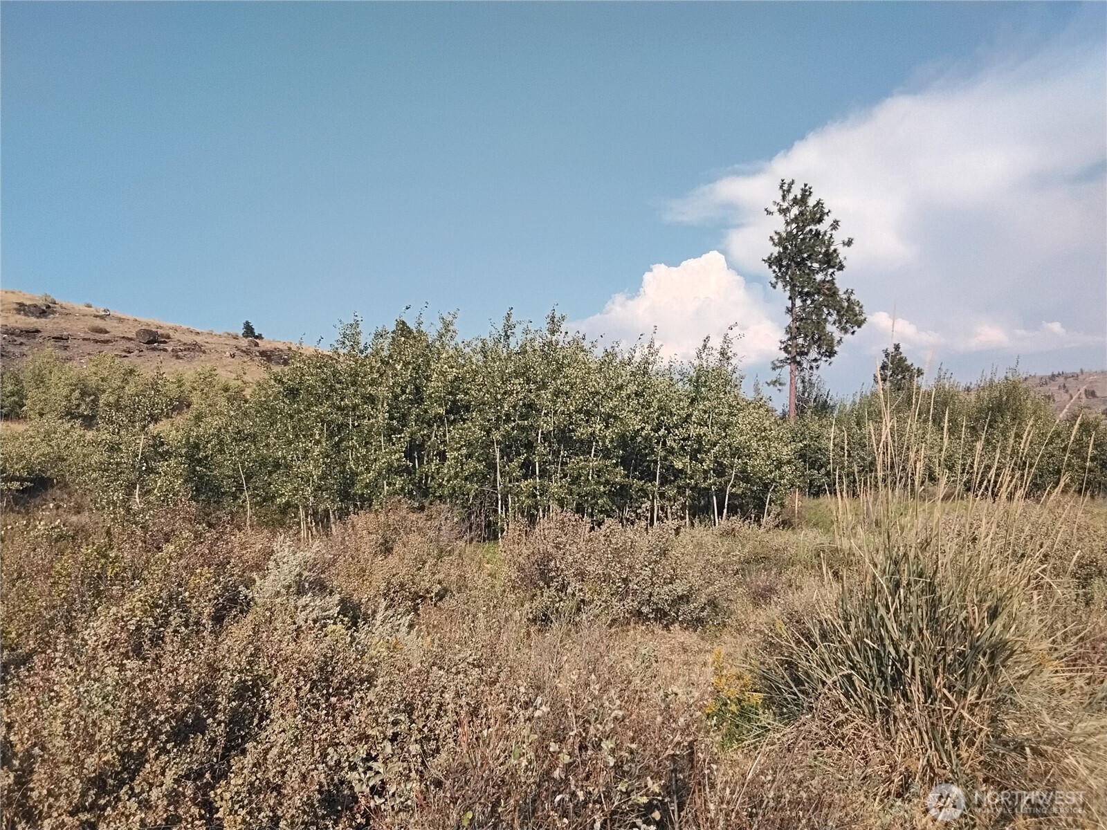 5 Painted Rock Road Riverside, WA 98849 - Photo 3 of 8 a view of a bunch of trees and bushes