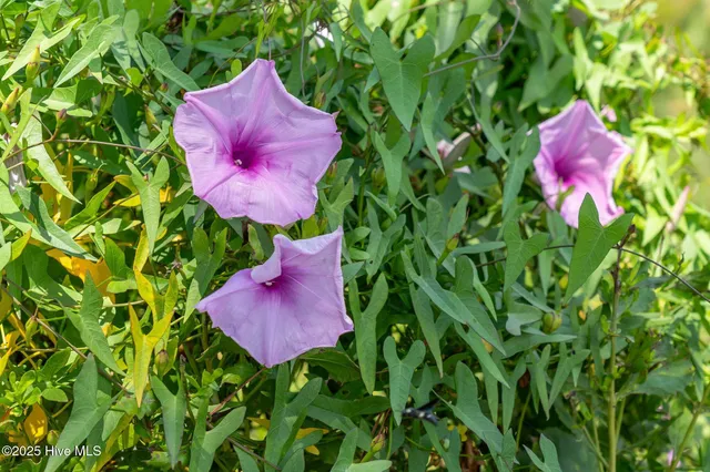 $1,250,000 | 400 Island Drive, Chocowinity, NC 27817