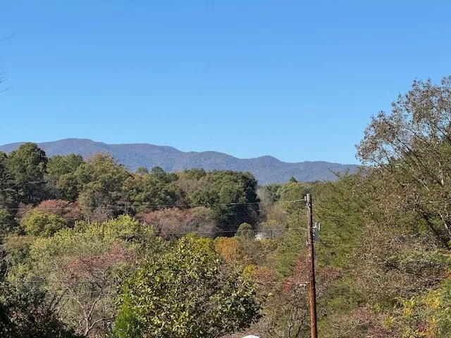 a view of a forest with a mountain