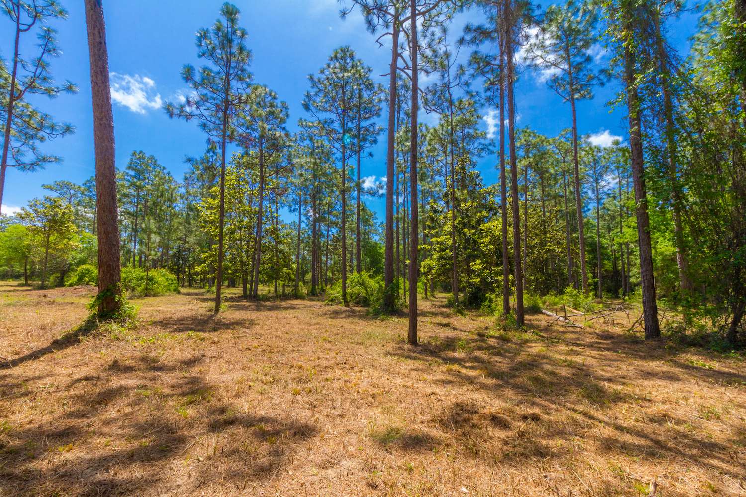 8844 Red Fish Pt Road Lillian, AL 36549 - Photo 4 of 16