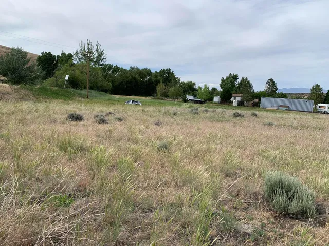 a view of a field with a tree in it