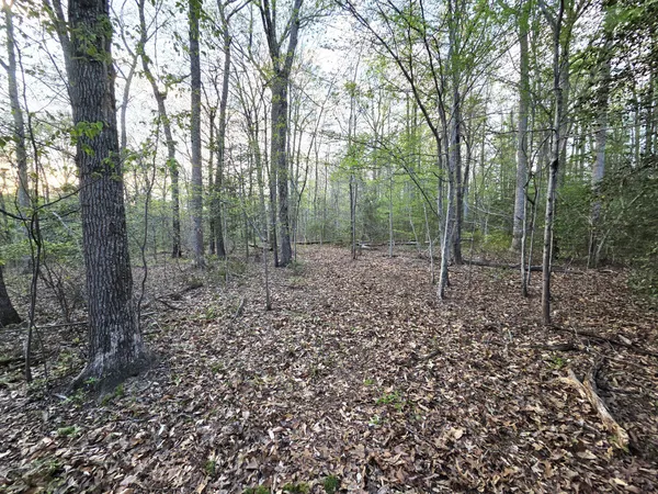 a view of a park with trees