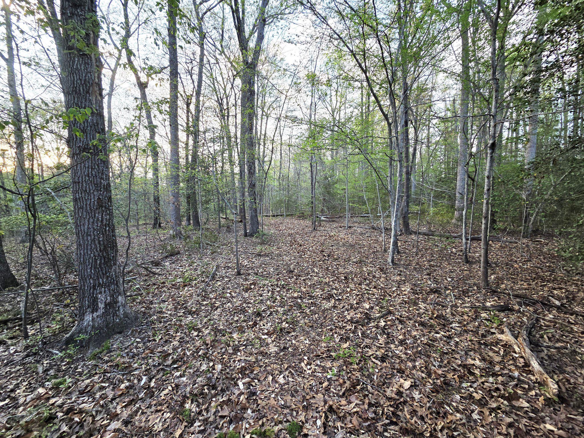 a view of a forest with trees