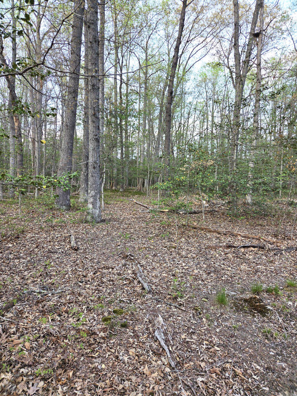 2577 Rutland Road Davidsonville, MD 21035 - Photo 5 of 12 a view of a yard with trees