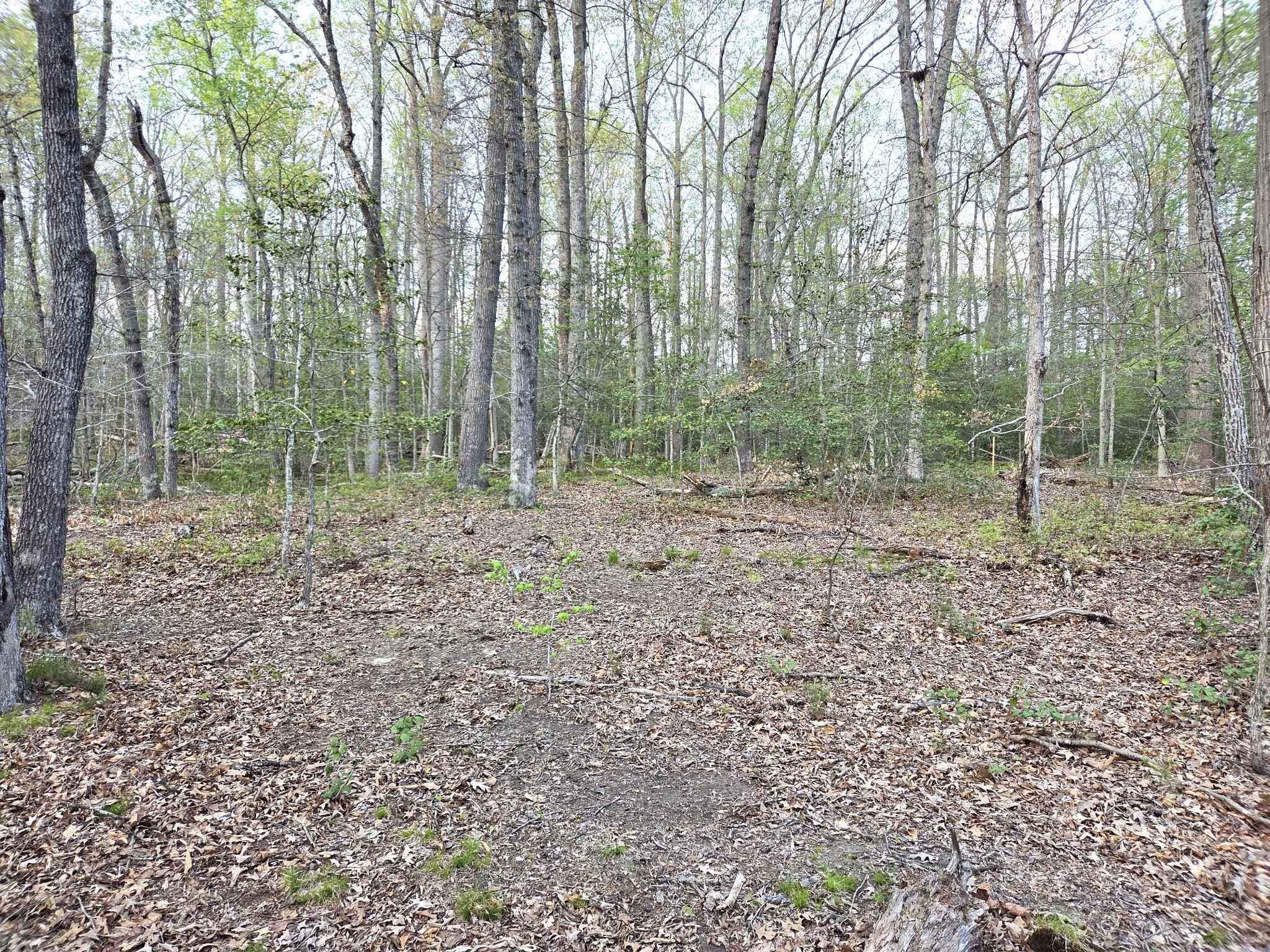 2577 Rutland Road Davidsonville, MD 21035 - Photo 6 of 12 a view of outdoor space and green space