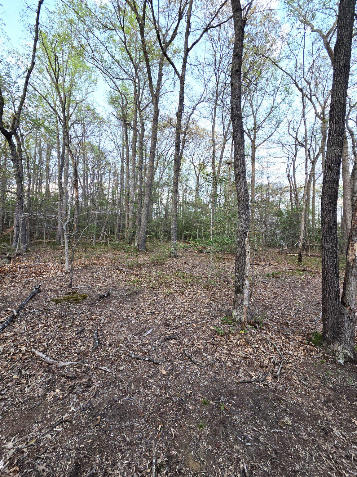 2577 Rutland Road Davidsonville, MD 21035 - Photo 7 of 12 a view of a forest with trees