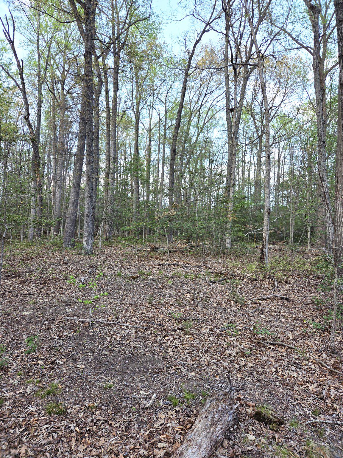 2577 Rutland Road Davidsonville, MD 21035 - Photo 8 of 12 a view of outdoor space with trees
