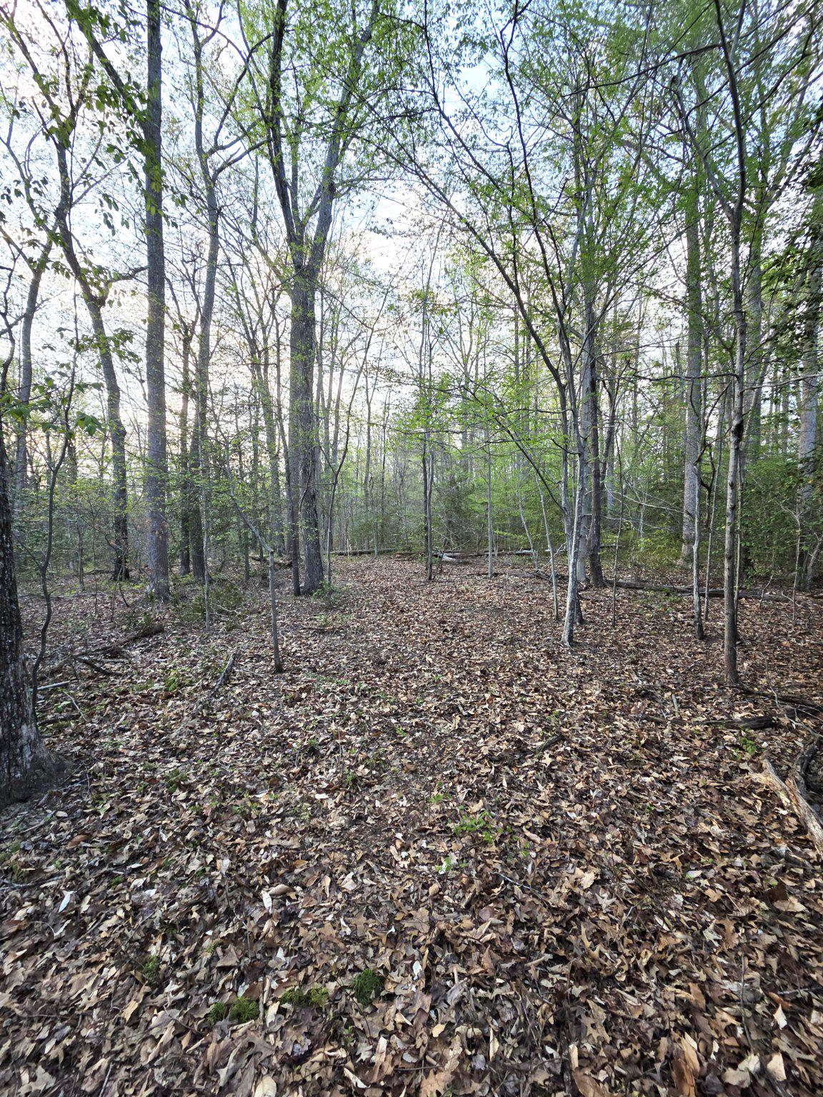 2577 Rutland Road Davidsonville, MD 21035 - Photo 9 of 12 a view of a forest with trees in the background