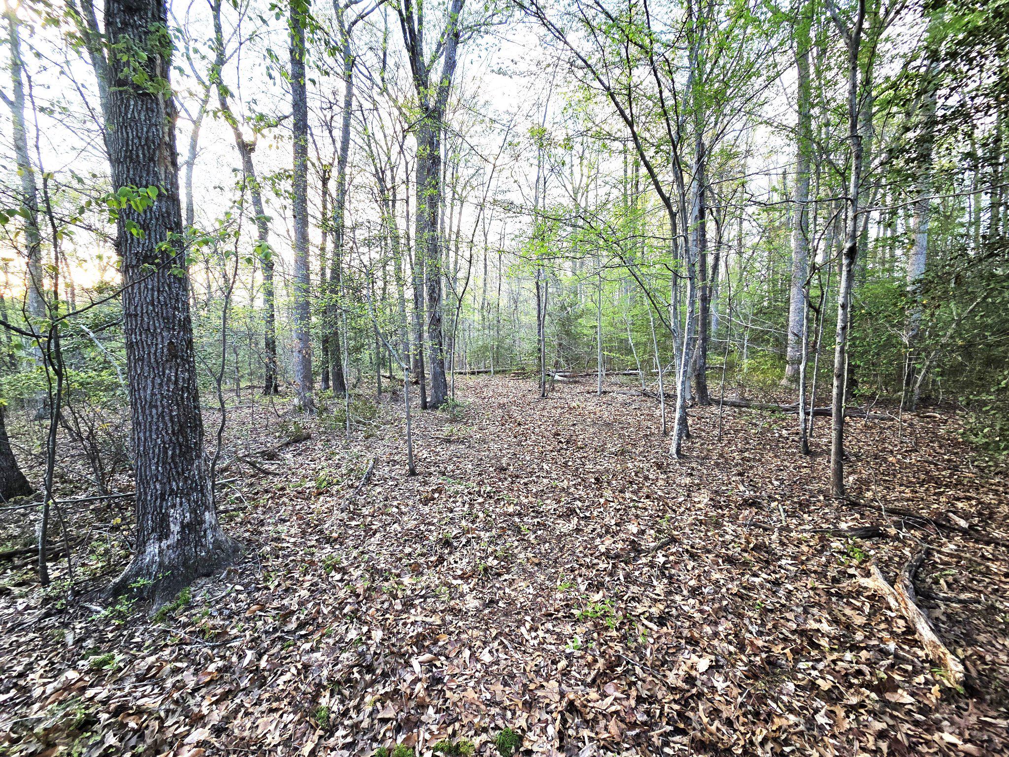 2577 Rutland Road Davidsonville, MD 21035 - Photo 10 of 12 a view of a forest with trees