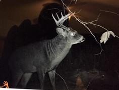 10 Oxbow Road Palmyra, ME 04965 - Photo 128 of 133 deer 2019 (1)