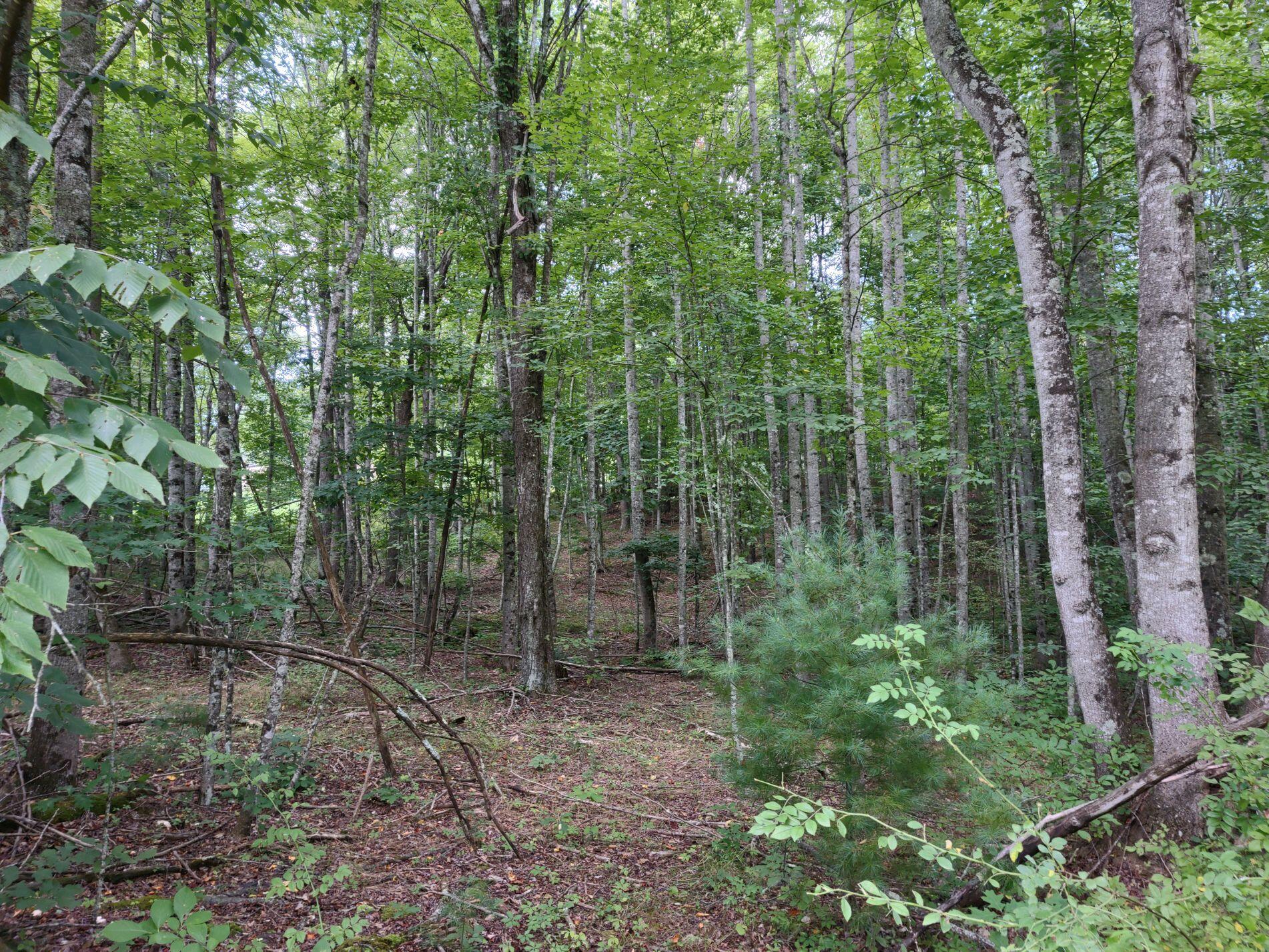 0 Coles Knob Road Northeast Check, VA 24072 - Photo 1 of 6 a view of forest