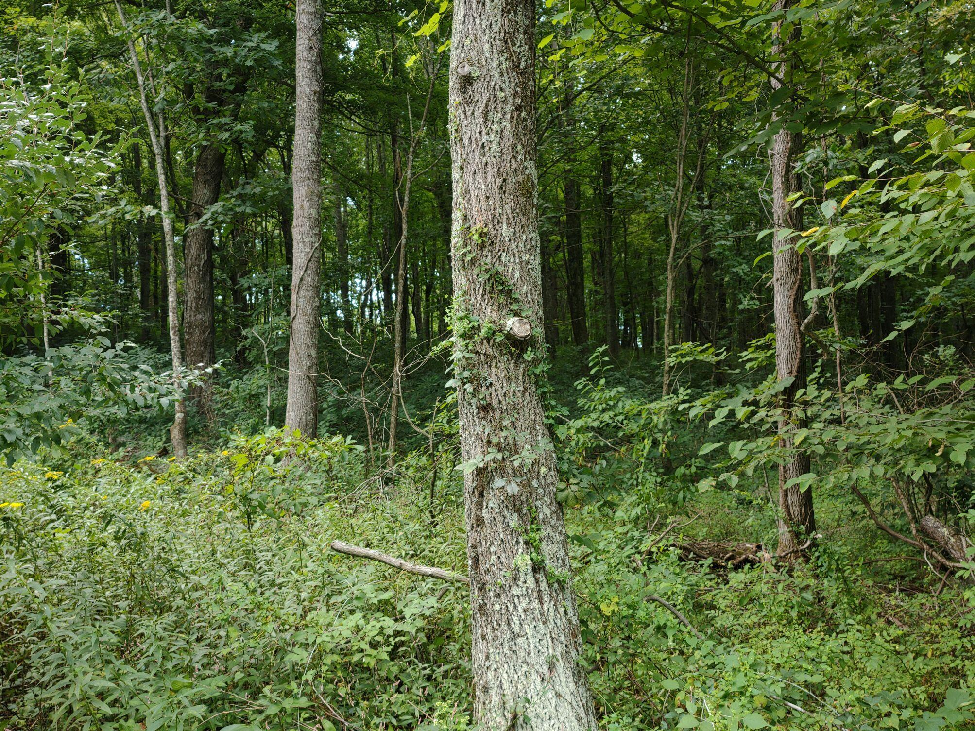 0 Coles Knob Road Northeast Check, VA 24072 - Photo 3 of 6 a view of a lush green forest