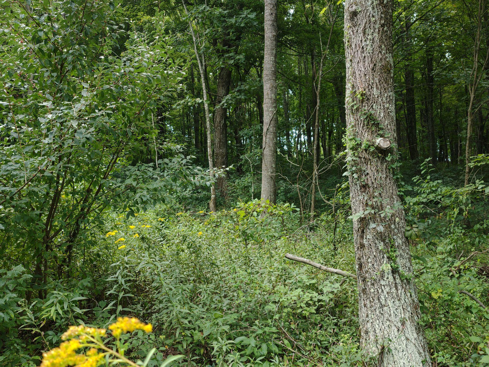 0 Coles Knob Road Northeast Check, VA 24072 - Photo 4 of 6 a view of a forest with trees and flowers