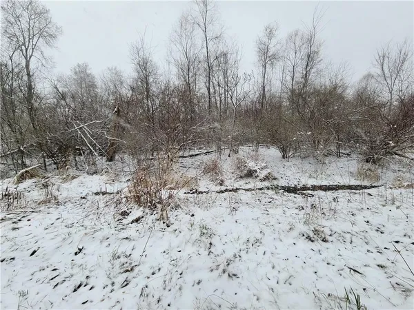 a view of a dry yard with trees