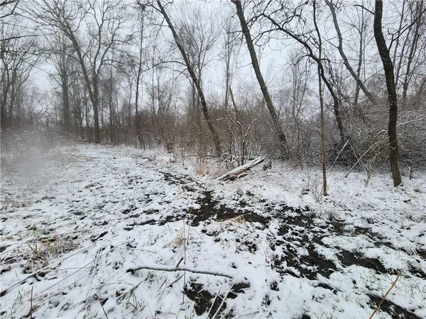 a view of a dry yard with trees