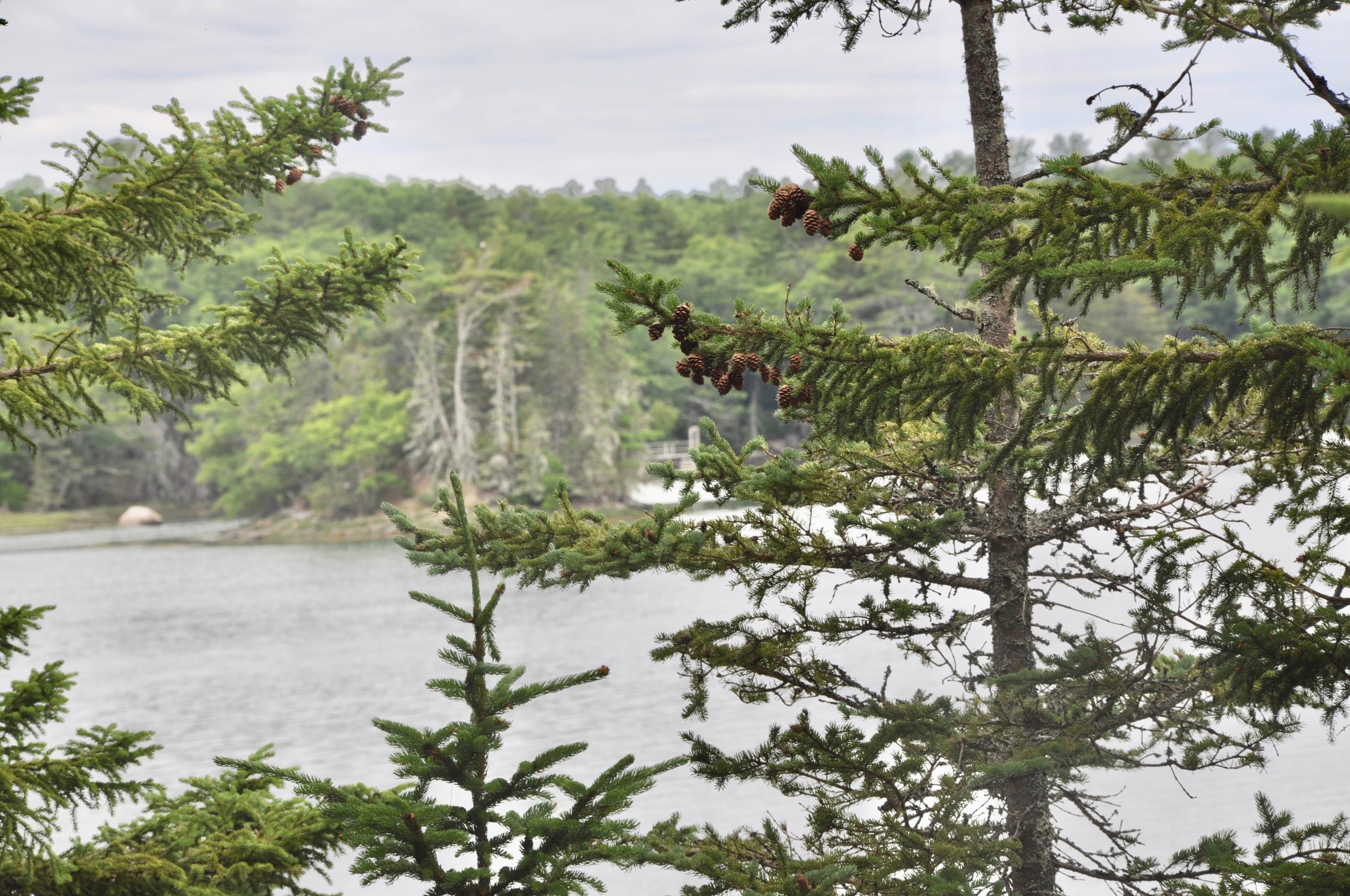 0 Drebelbis Point Road Pemaquid, ME 04558 - Photo 7 of 9 fullsizeoutput_69c