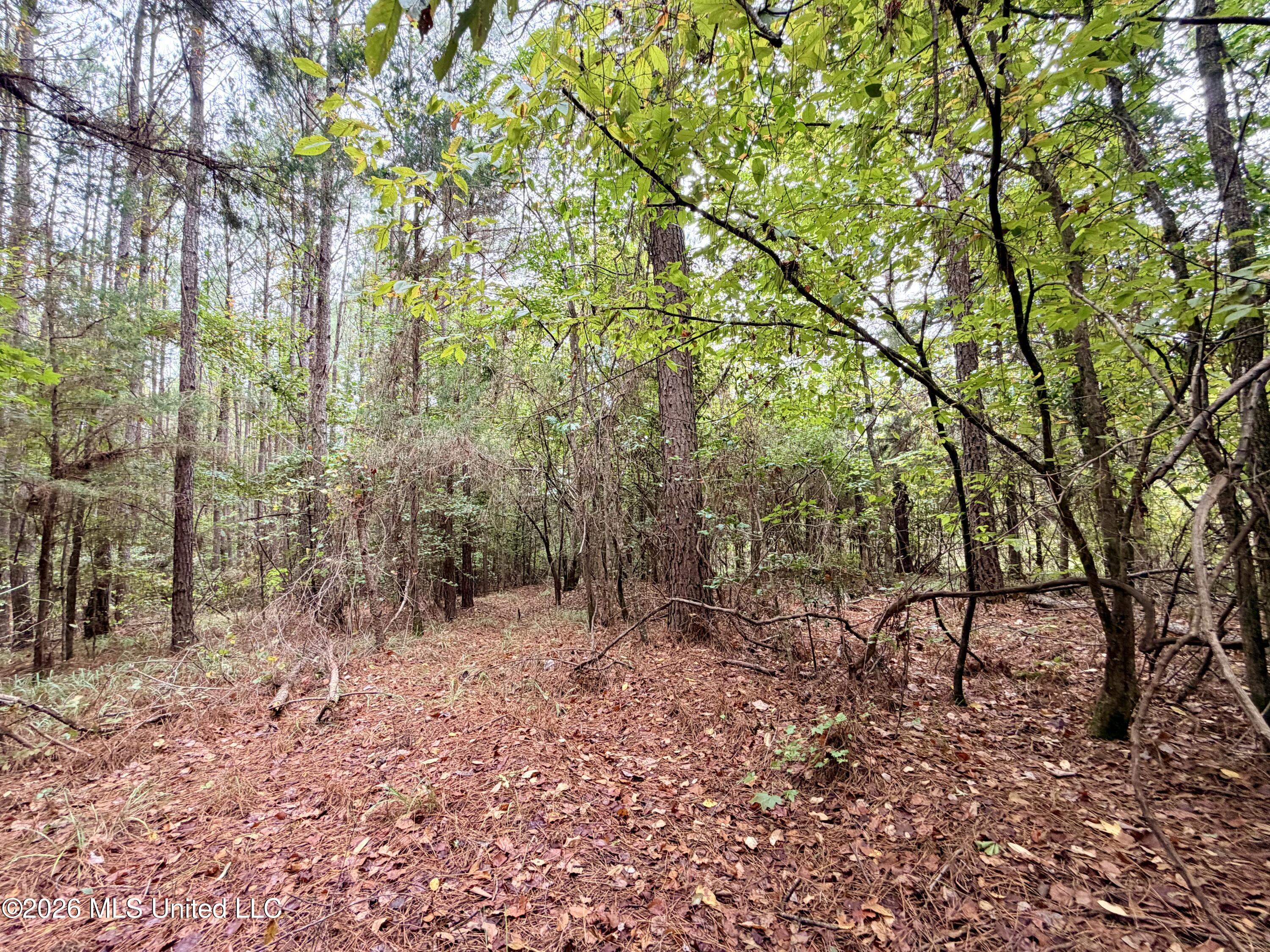 East Bethel Road Sturgis, MS 39769 - Photo 10 of 23 IMG_3925
