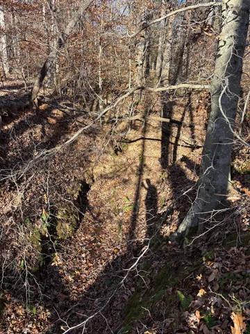 a close up of a tree