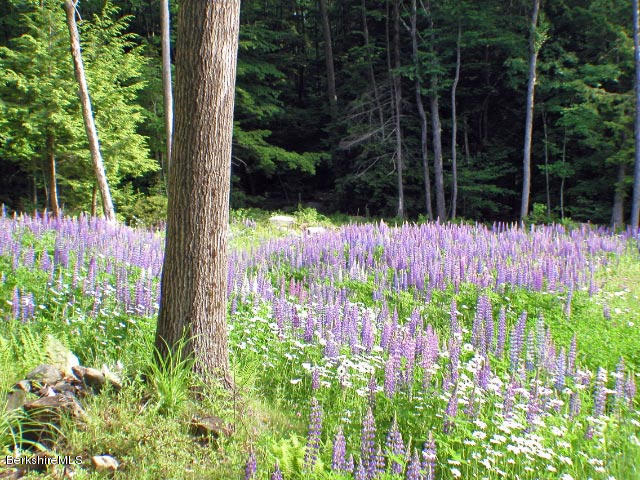15 Crooks Road Blandford, MA 01008 - Photo 24 of 39 Lupine Field