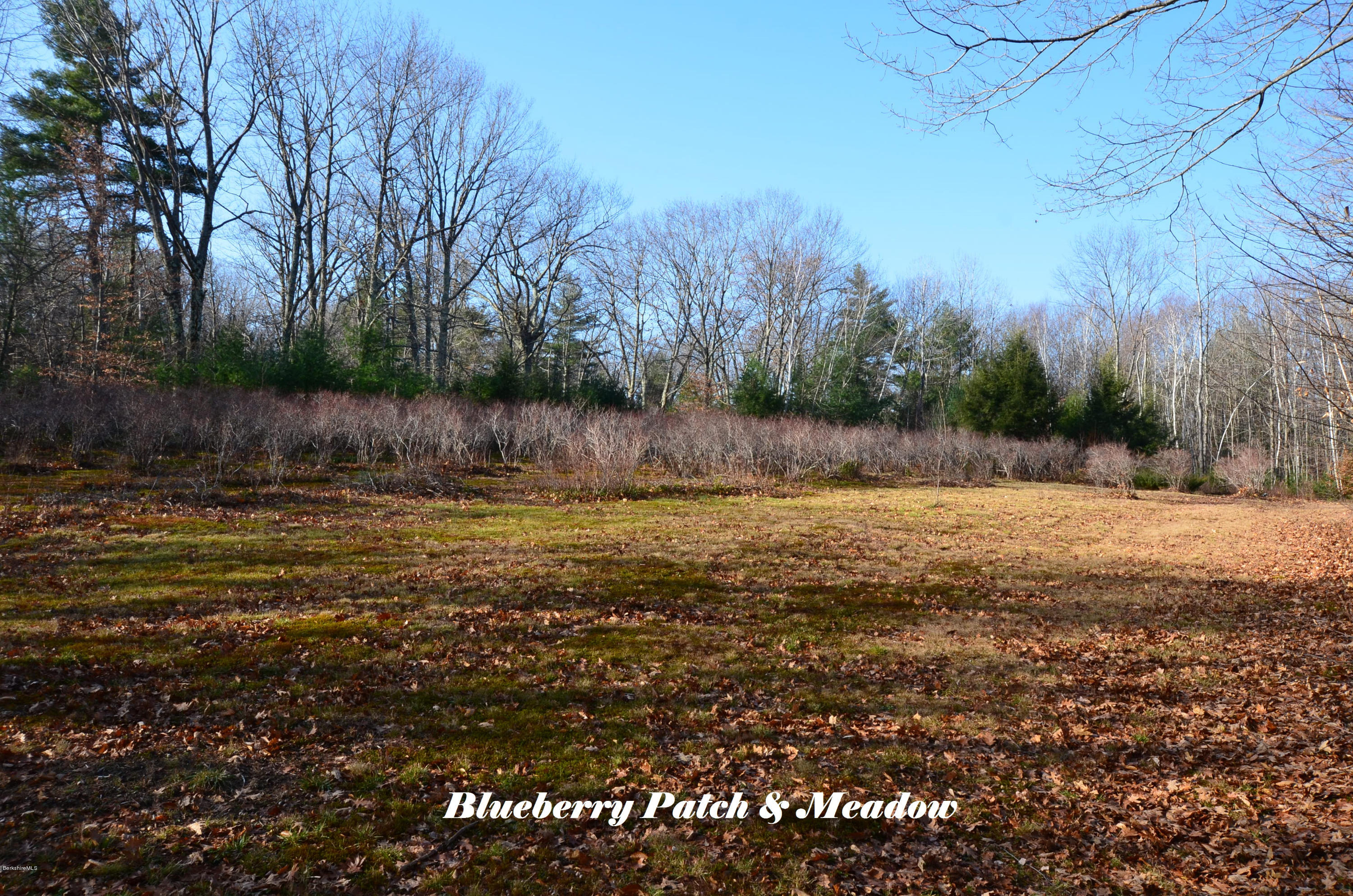 15 Crooks Road Blandford, MA 01008 - Photo 37 of 39 Blueberry Patch & Upper Meadow