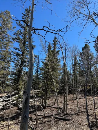 a picture of tree