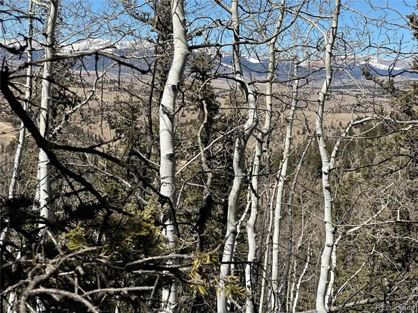a view of a tree with a tree