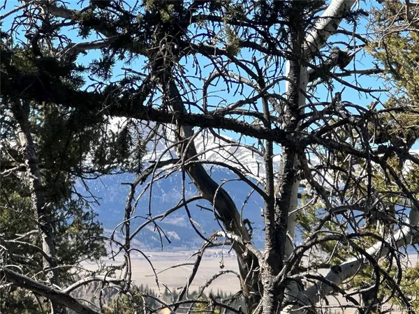 a view of a tree