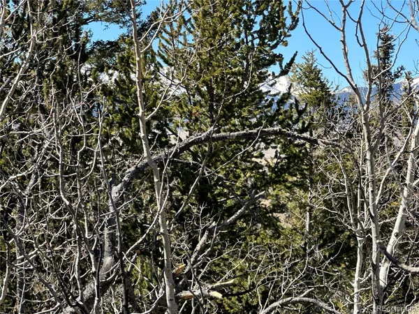 a view of a tree