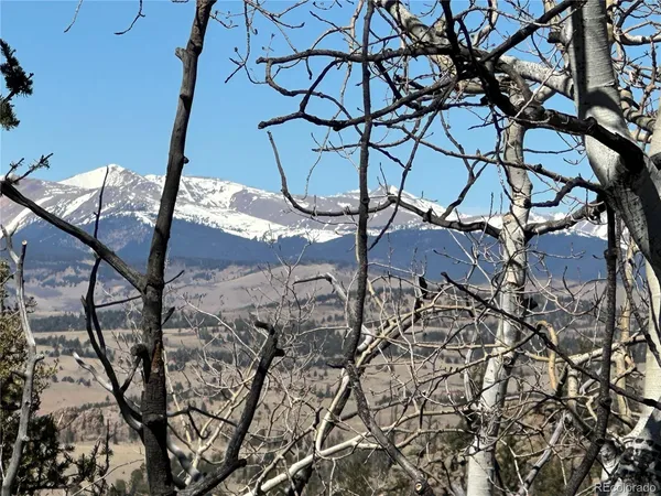 a picture of a tree