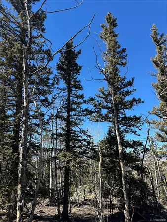 a picture of a tree