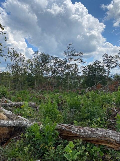 200 Beach Cove Road Doyle, TN 38559 - Photo 14 of 21 Beech12