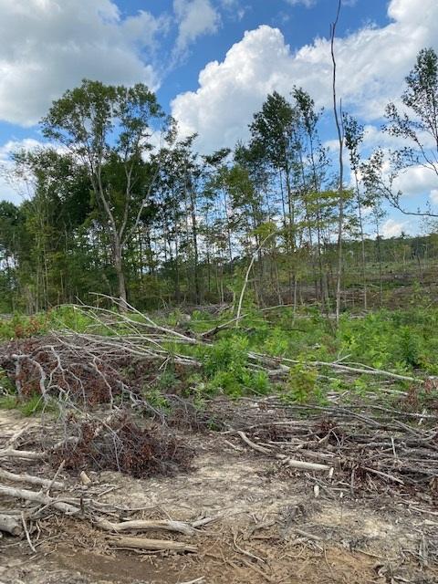 200 Beach Cove Road Doyle, TN 38559 - Photo 16 of 21 Beech14