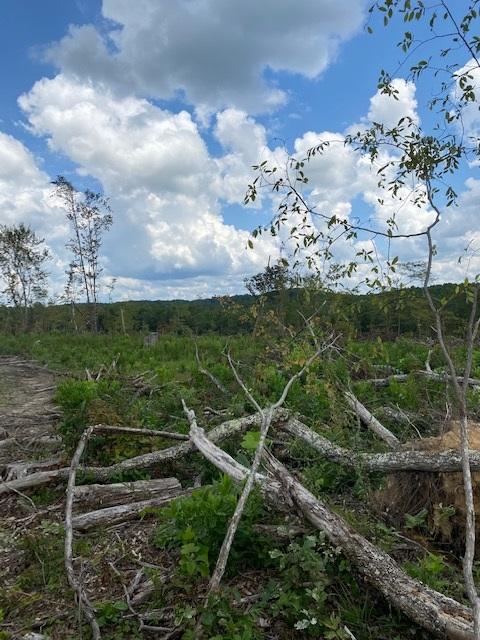 200 Beach Cove Road Doyle, TN 38559 - Photo 18 of 21 Beech16