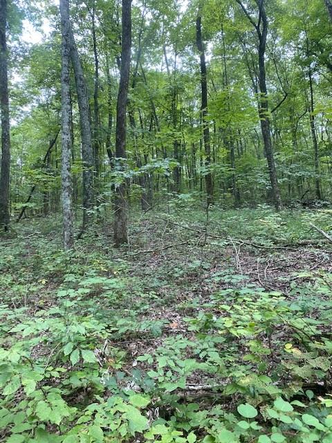 200 Beach Cove Road Doyle, TN 38559 - Photo 3 of 21 Beech5