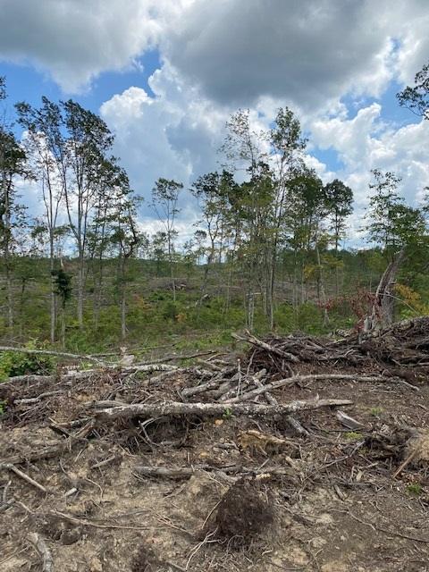 200 Beach Cove Road Doyle, TN 38559 - Photo 9 of 21 Beech4