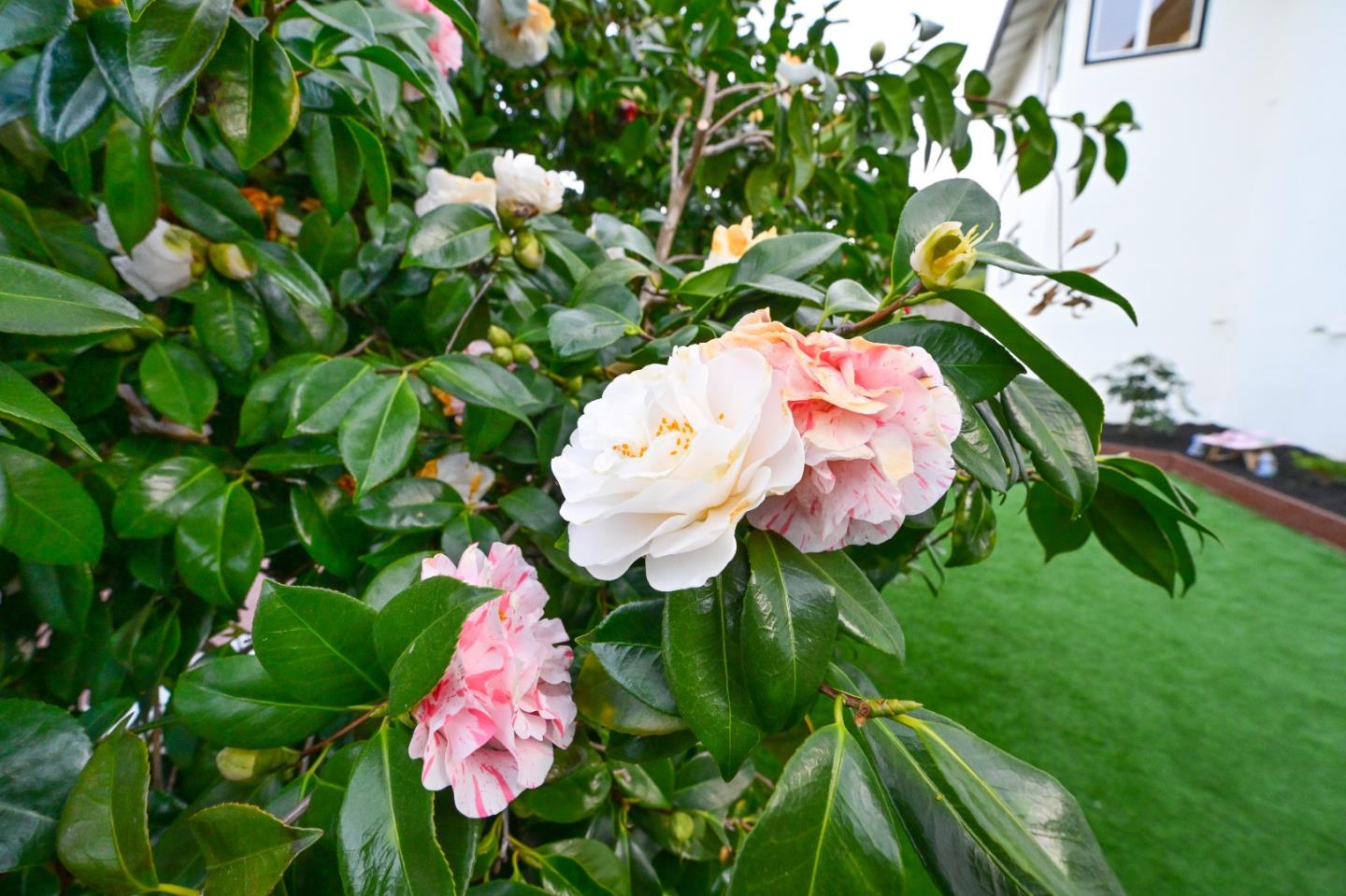 1609 Molitor Road Belmont, CA 94002 - Photo 99 of 162