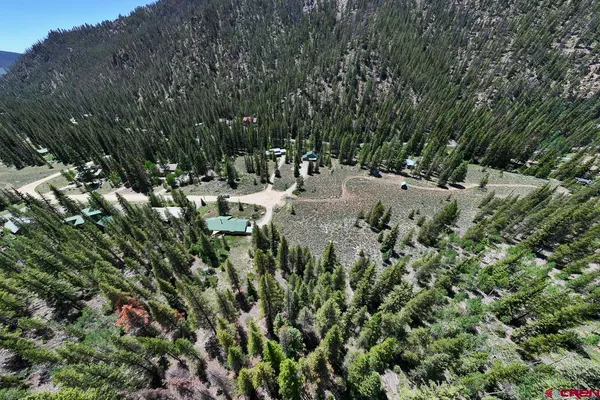 a view of a forest with a tree