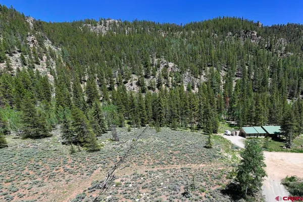 a view of a forest with a tree in the background