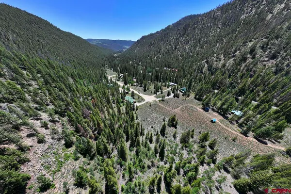 a view of a forest with a tree
