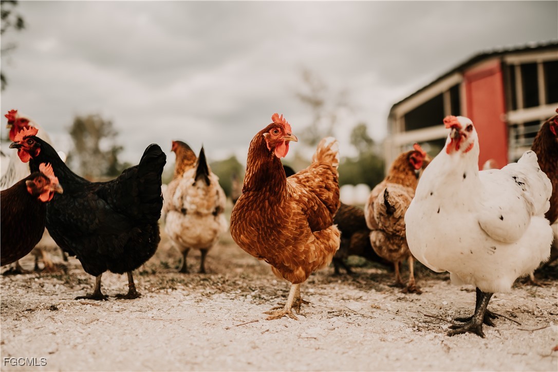 19740 Gottarde Road North Fort Myers, FL 33917 - Photo 6 of 12 a group of people sitting in backyard of the house