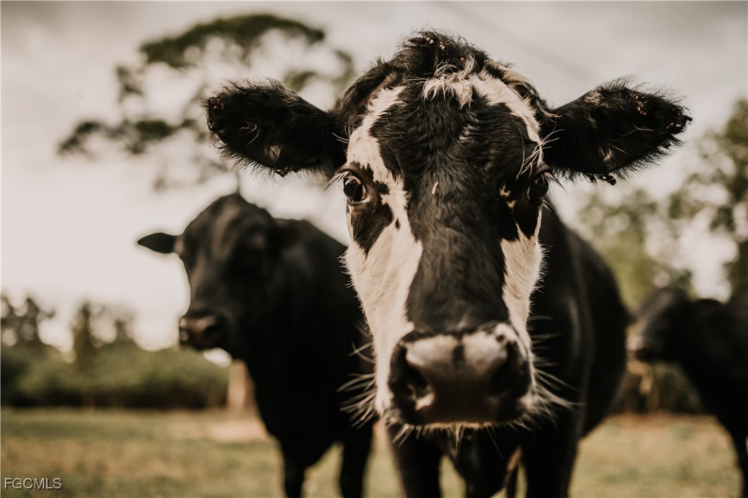 19740 Gottarde Road North Fort Myers, FL 33917 - Photo 7 of 12