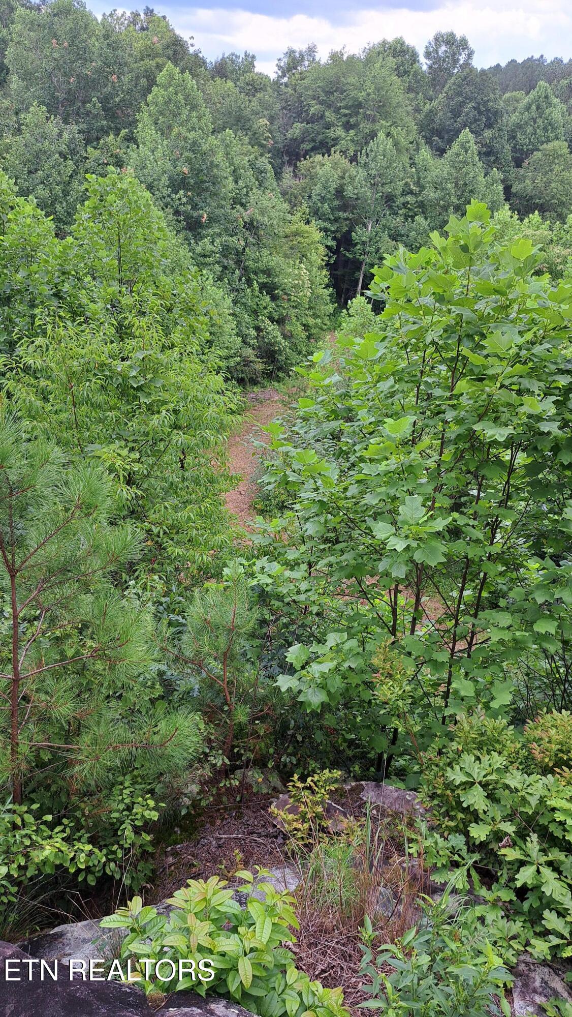 899 Flat Rock Road Crossville, TN 38572 - Photo 8 of 60 8