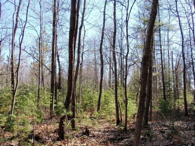 6833 Shore Dr Drive Rhinelander, WI 54501 - Photo 15 of 20 Gallery Image 15