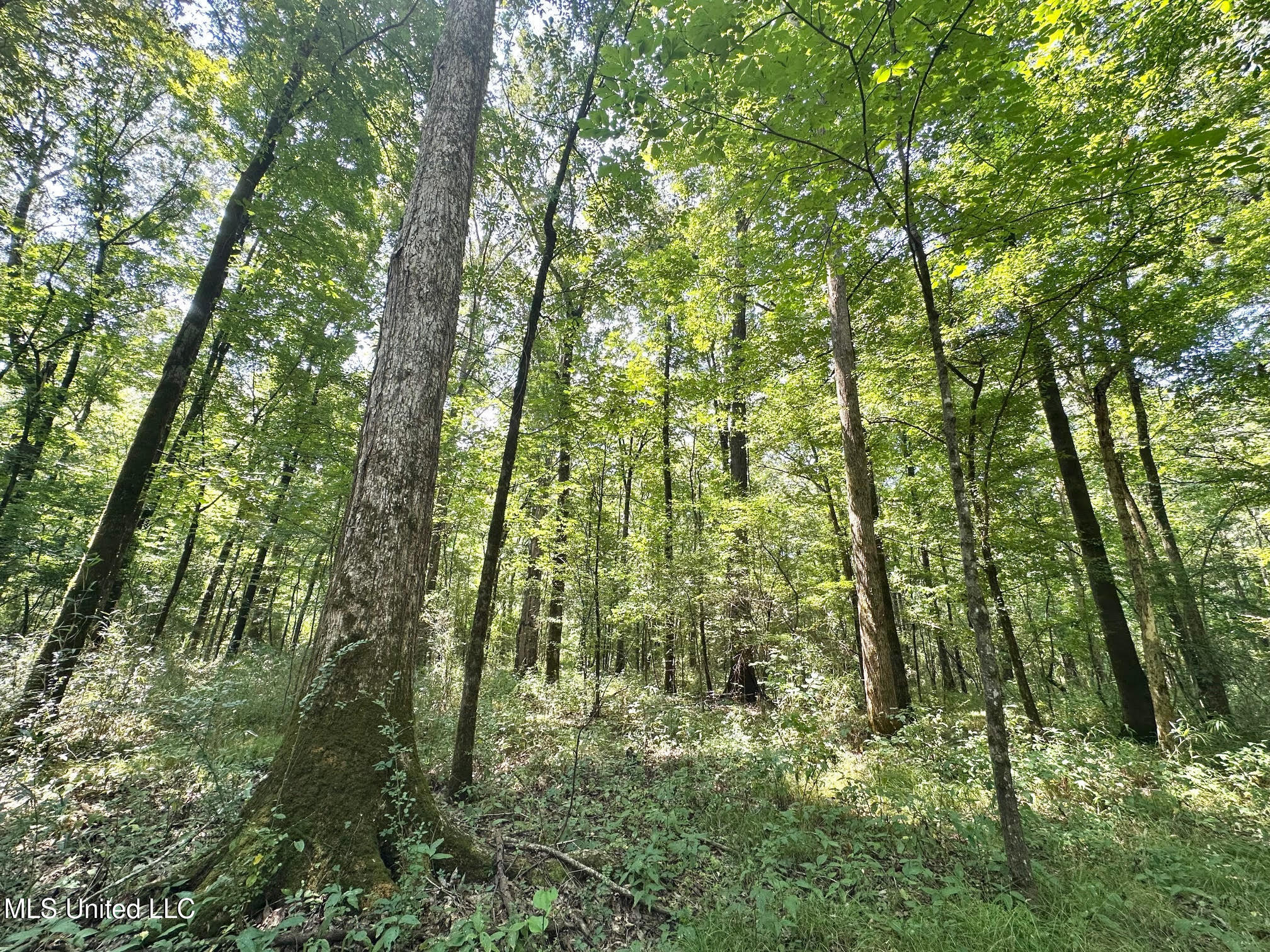 2 Champion Hill Road Bolton, MS 39041 - Photo 11 of 52 38