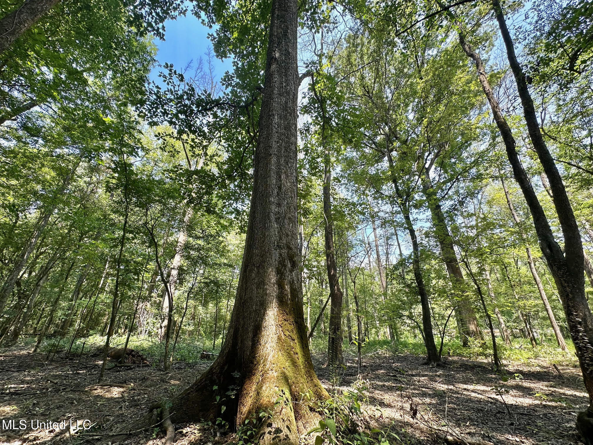 2 Champion Hill Road Bolton, MS 39041 - Photo 12 of 52 39