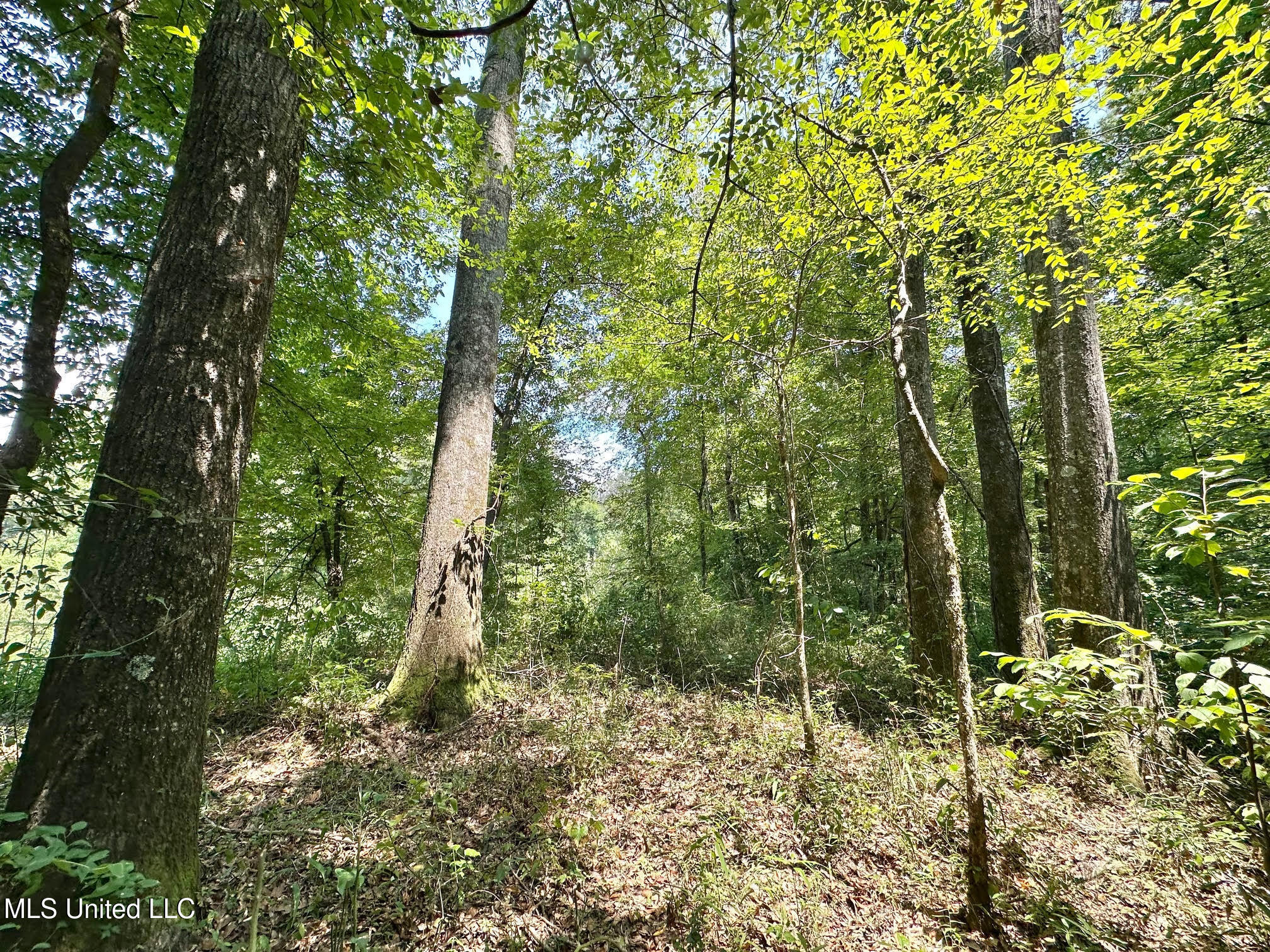 2 Champion Hill Road Bolton, MS 39041 - Photo 20 of 52 48