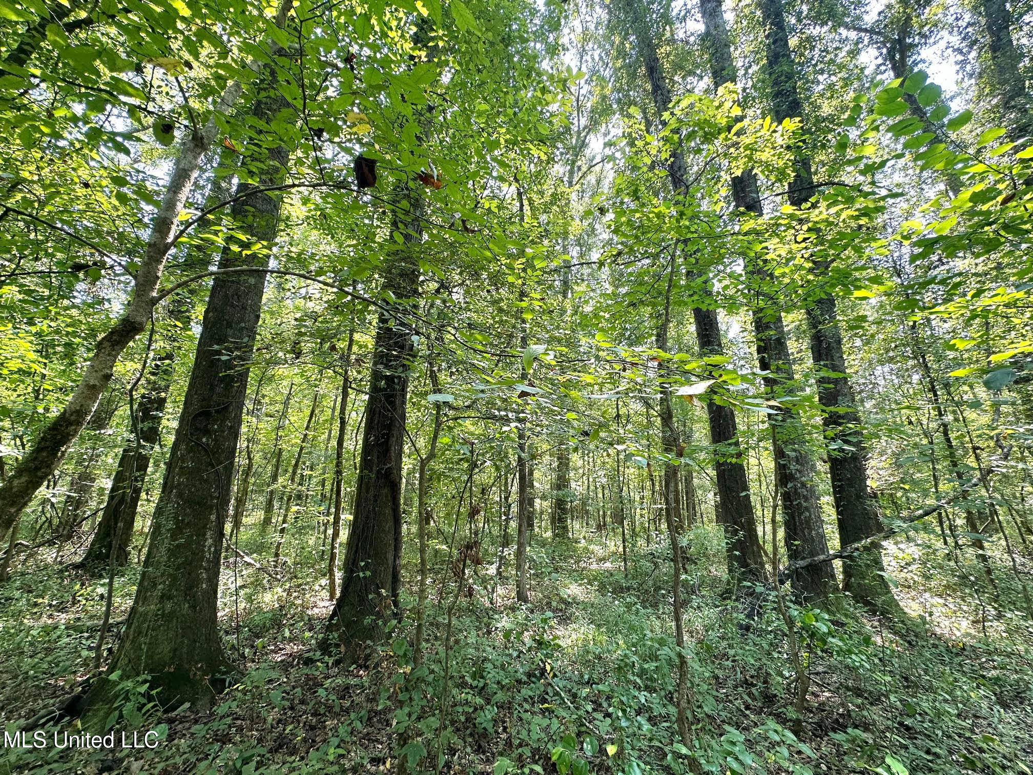 2 Champion Hill Road Bolton, MS 39041 - Photo 21 of 52 49